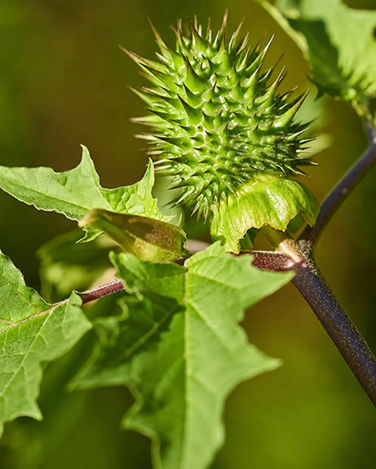 doornappel-giftige-plant